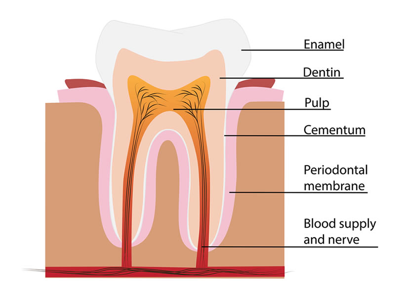 Root Canal | Apicoectomy Surgery | Endodontic Surgeon Long Island