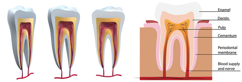 Endodontist Melville - Endodontic Treatment Melville